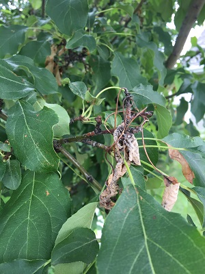 Fireblight Damage Closeup Image 1