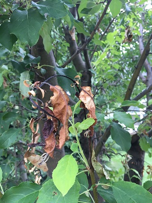 Fireblight Damage Closeup Image 1