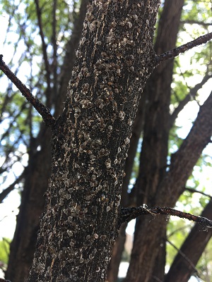 Scale Outbreak on Trunk