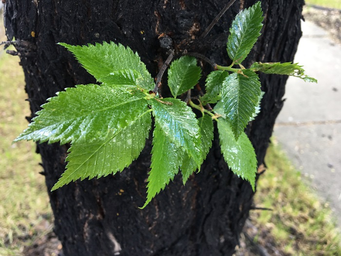 Honeydew on Foliage