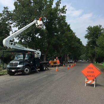 Aerial Lift Pruning Image 2