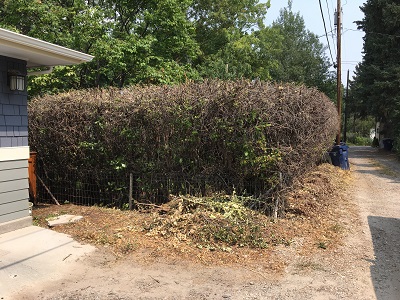 Resident maintaining alley vegetation