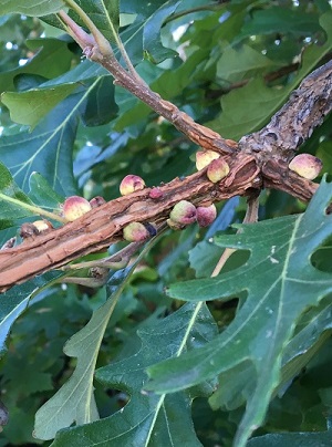 Young Galls Developing