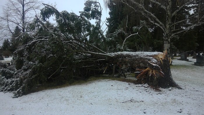 Storm Damage Image 3