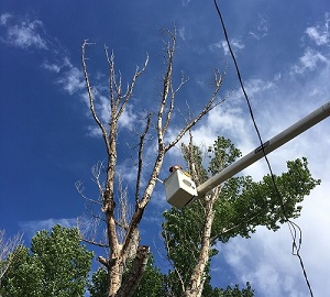 Tree Removal Image 1