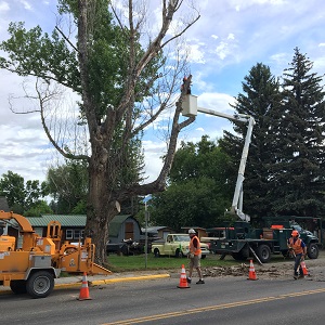 Crew Removing Dying Cottonwood