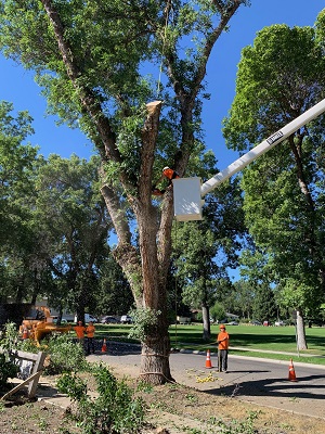 Rigging Large Wood During Removal