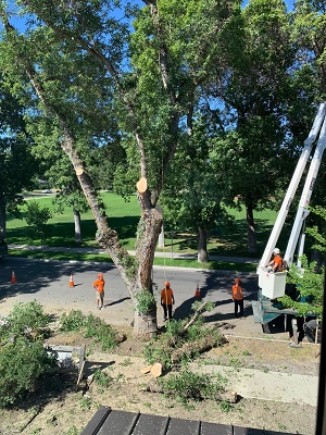 Wood Lowered During Removal