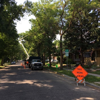 Aerial Lift Pruning Image 1.1