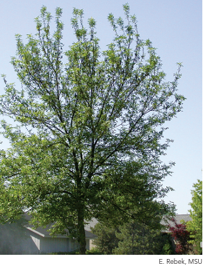 Canopy Dieback (Before)