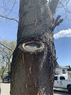 Honeylocust with no canker