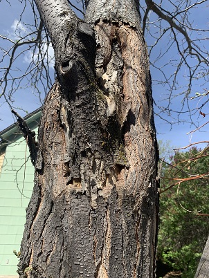 Honeylocust with canker