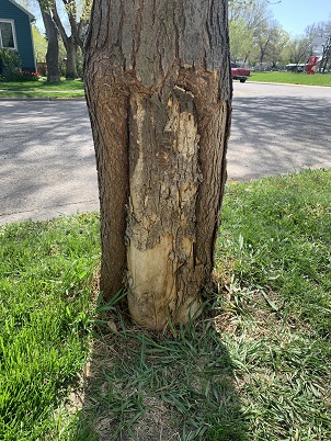 Honeylocust with basal canker