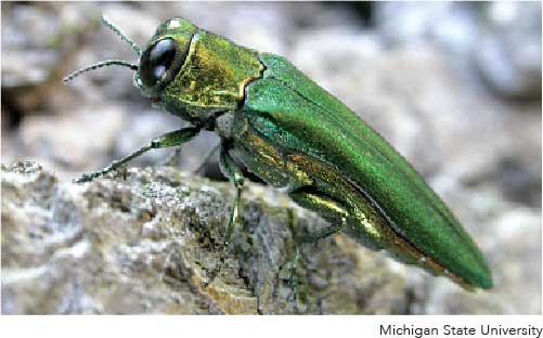 EAB Adult