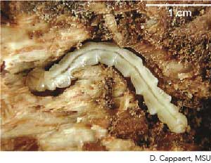 EAB Larva (Cropped)