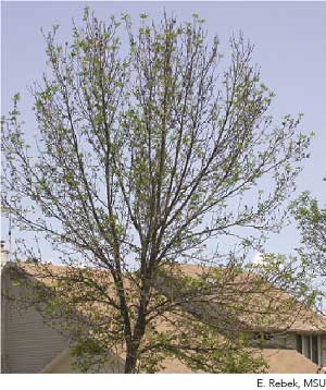 Heavy feeding from EAB Canopy Dieback (After)